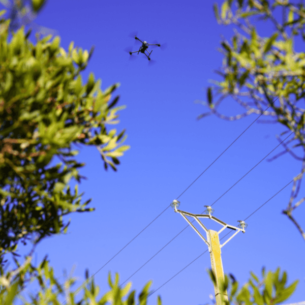 Drone en lisière de forêt